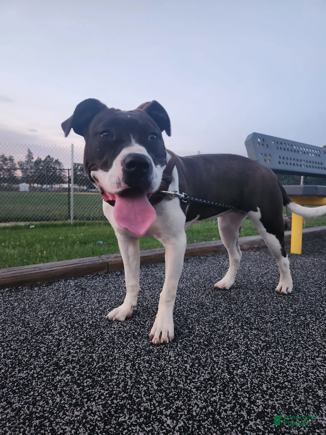 American Pit Bull Terrier dogs for sale: American Pit Bull Terrier 1 - Ad 1