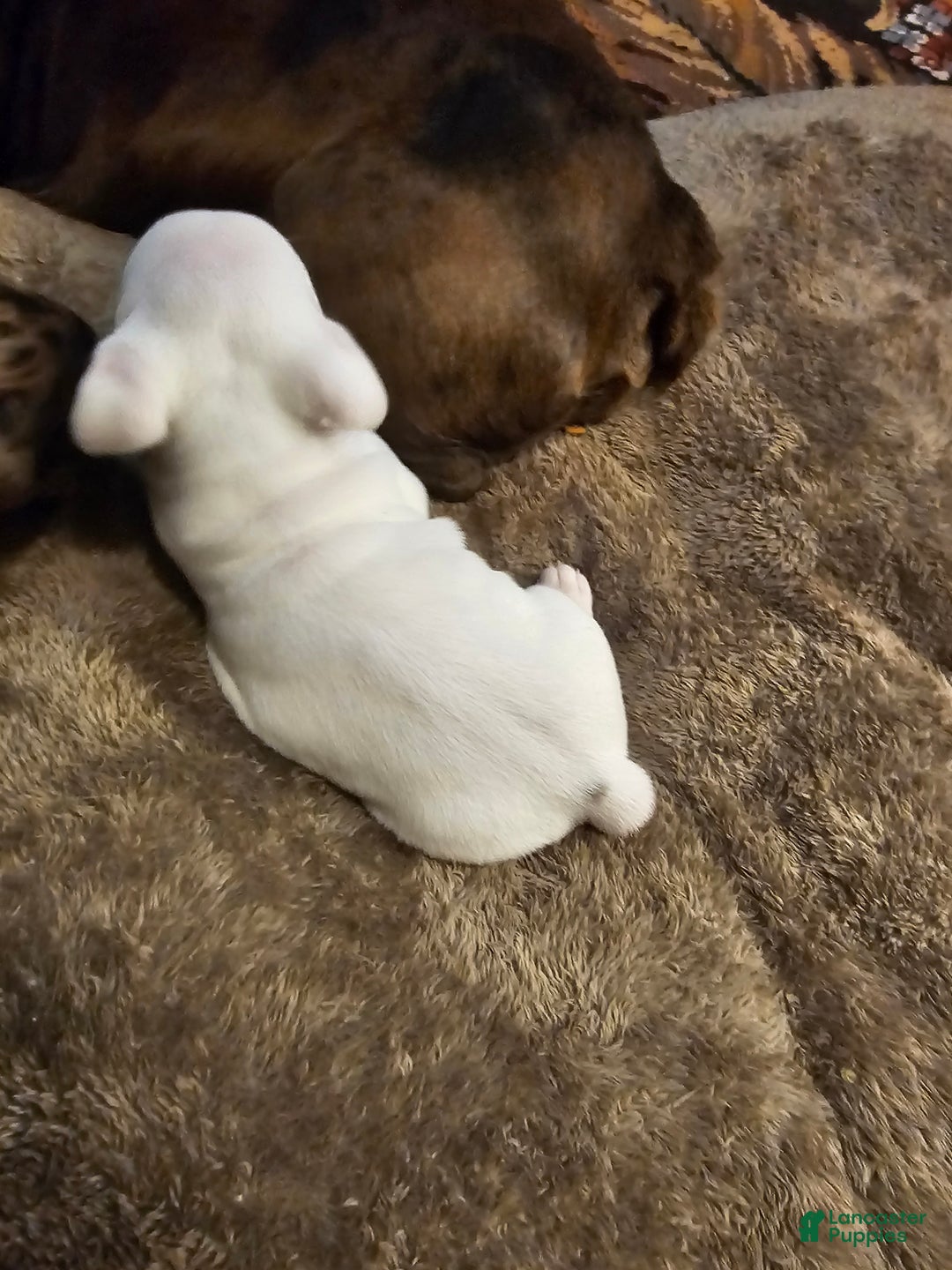 Frenchton dogs for sale: Frenchton Casper  - Ad 7