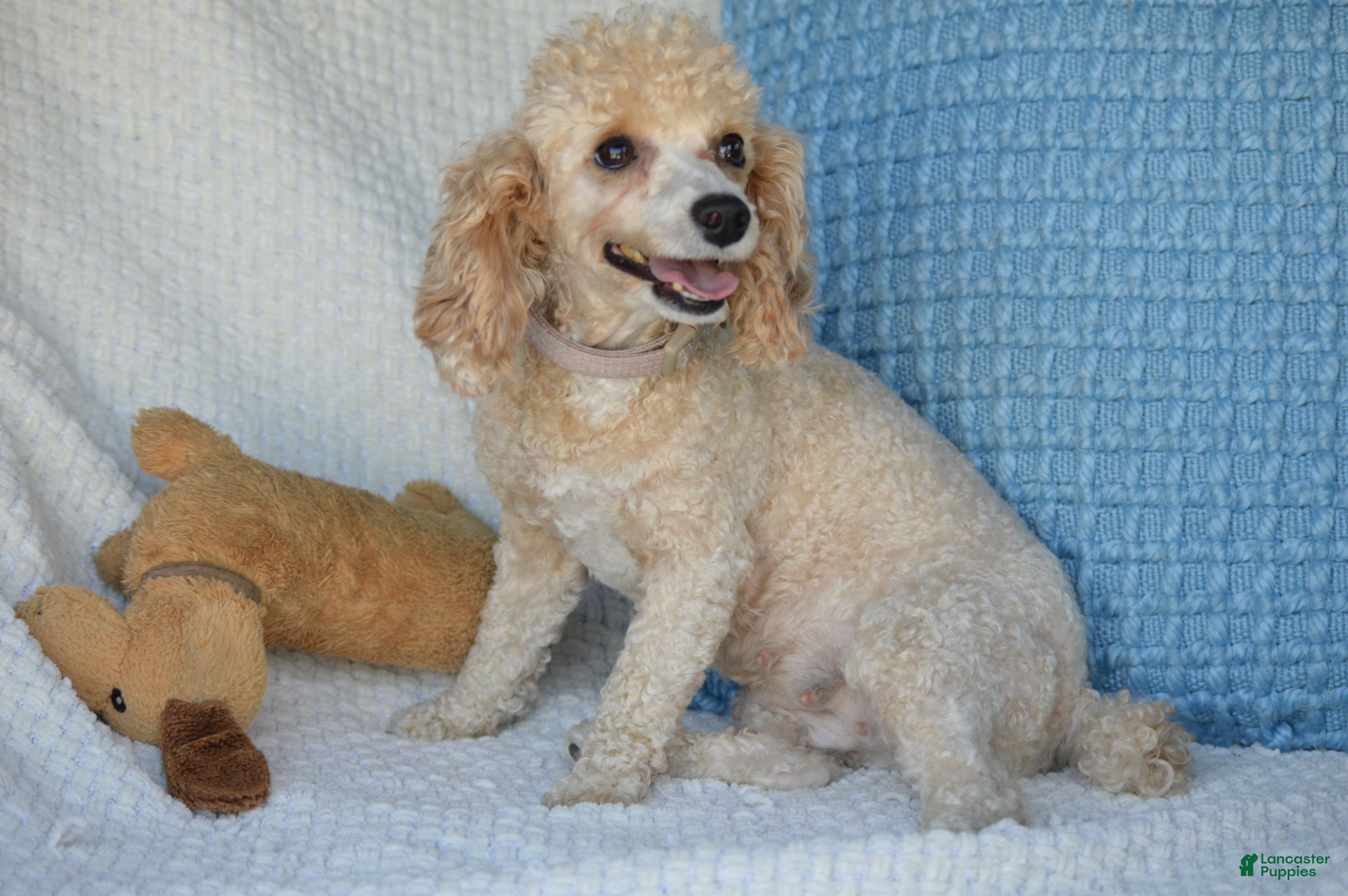 Miniature Poodle dogs Sasha - Ad 2
