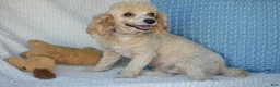 Miniature Poodle dogs for sale: Sasha - Ad 2