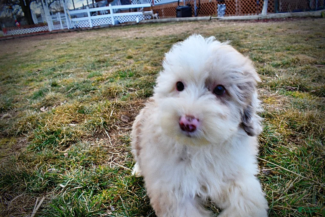 Havapoo dogs for sale: Wiggles - Ad 15