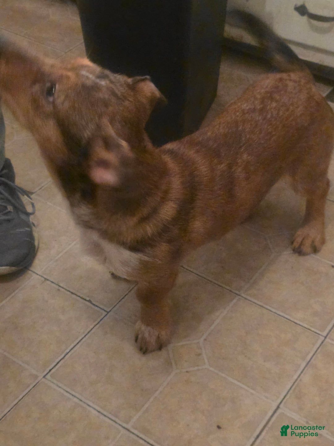 Mixed Breed dogs for sale: Buddy - Ad 2