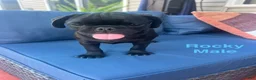 Pug dogs for sale: Rocky - Ad 9