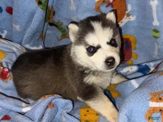 Siberian Husky dogs Zander - Ad 31