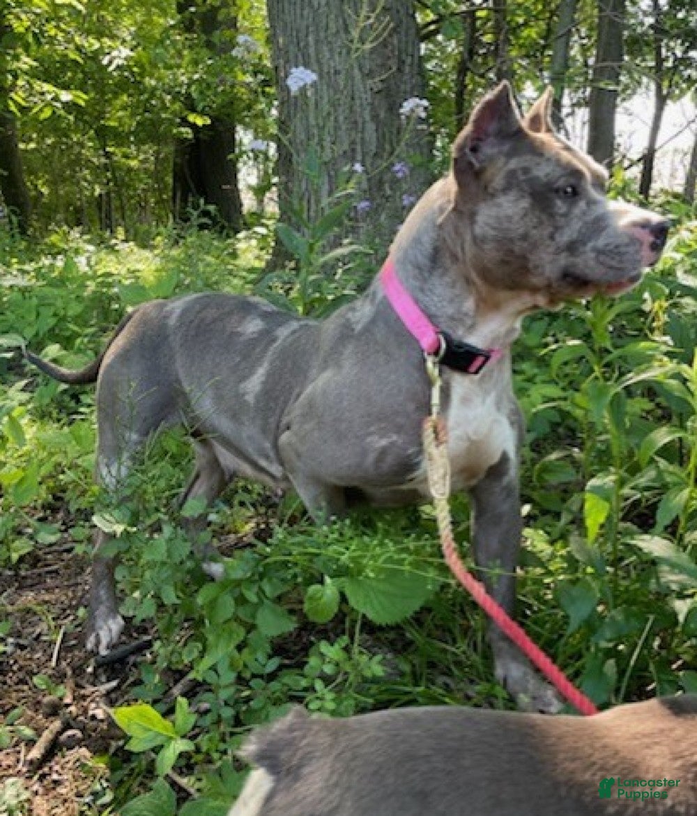 American Bully dogs Lilath - Ad 2
