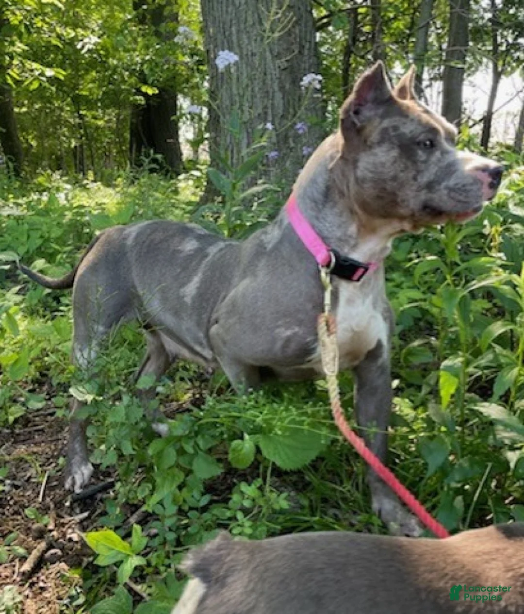 American Bully dogs for sale: Lilath - Ad 2