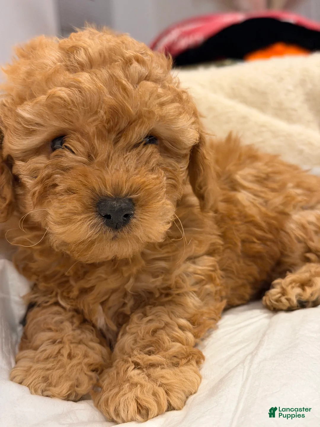 Shihpoo dogs for sale: Teddy - Ad 1