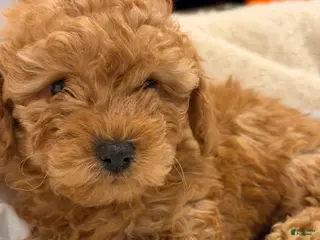 Shihpoo dogs for sale: Teddy - Ad 1