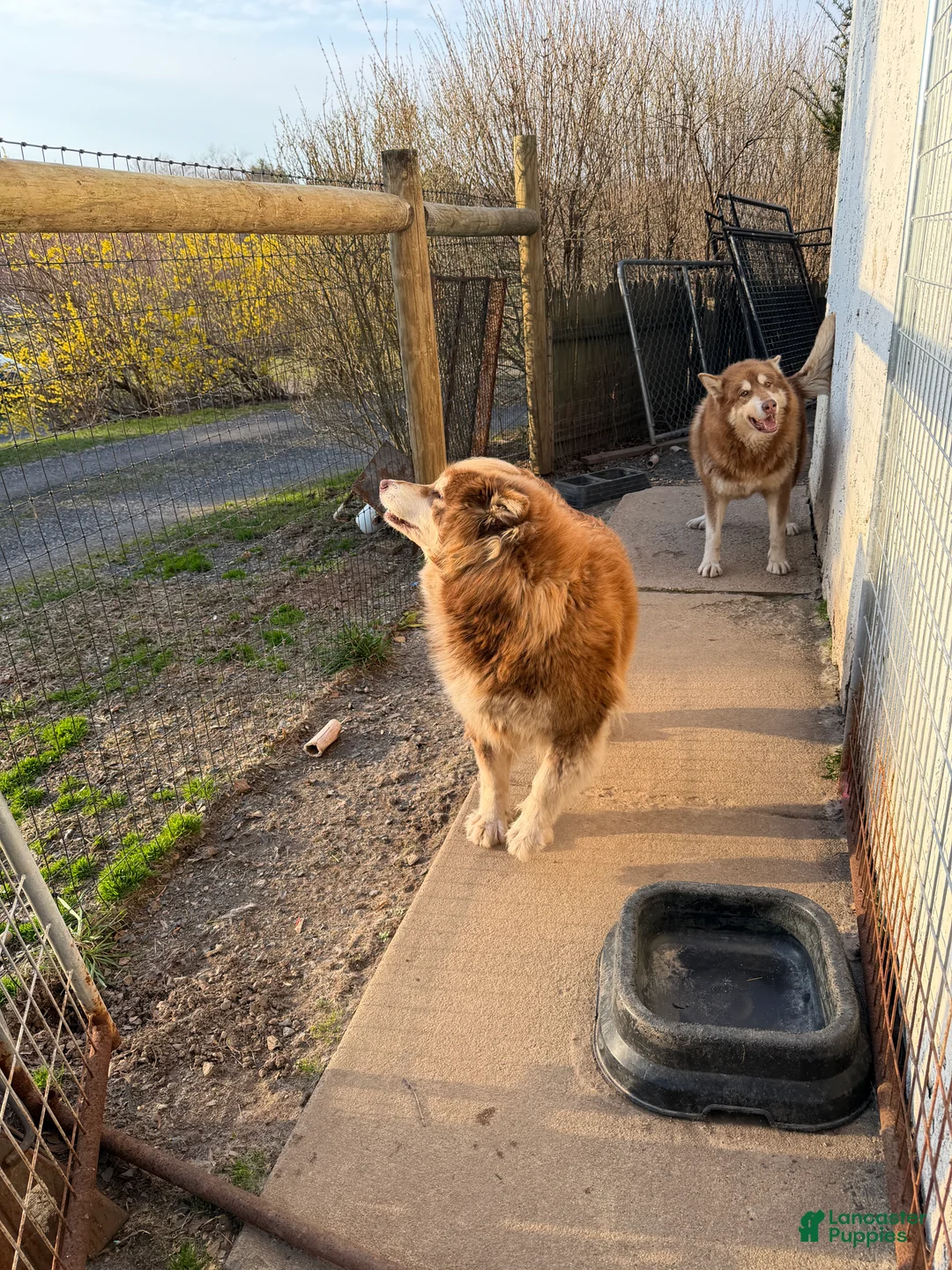 Alaskan Malamute dogs for sale: Alaskan Malamute Puppy 2 - Ad 3