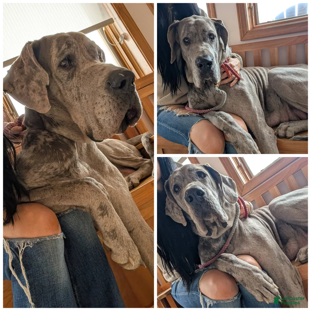 Great Dane dogs for sale: Great Dane Butch - Ad 2