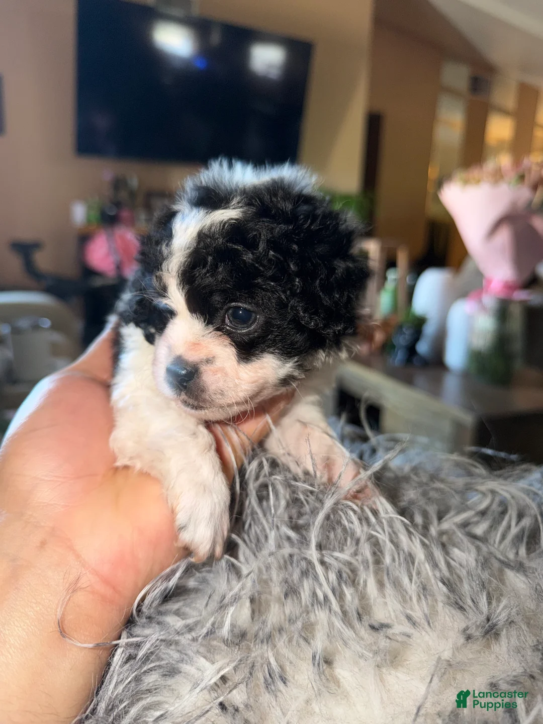 Mixed Breed dogs for sale: Mixed Breed 1 - Ad 1