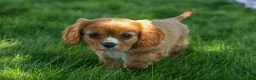 Cavalier King Charles Spaniel dogs for sale: Fletcher 🐶💙 - Ad 11