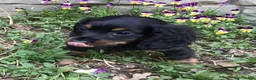 Miniature Dachshund dogs for sale: Panther  - Ad 7