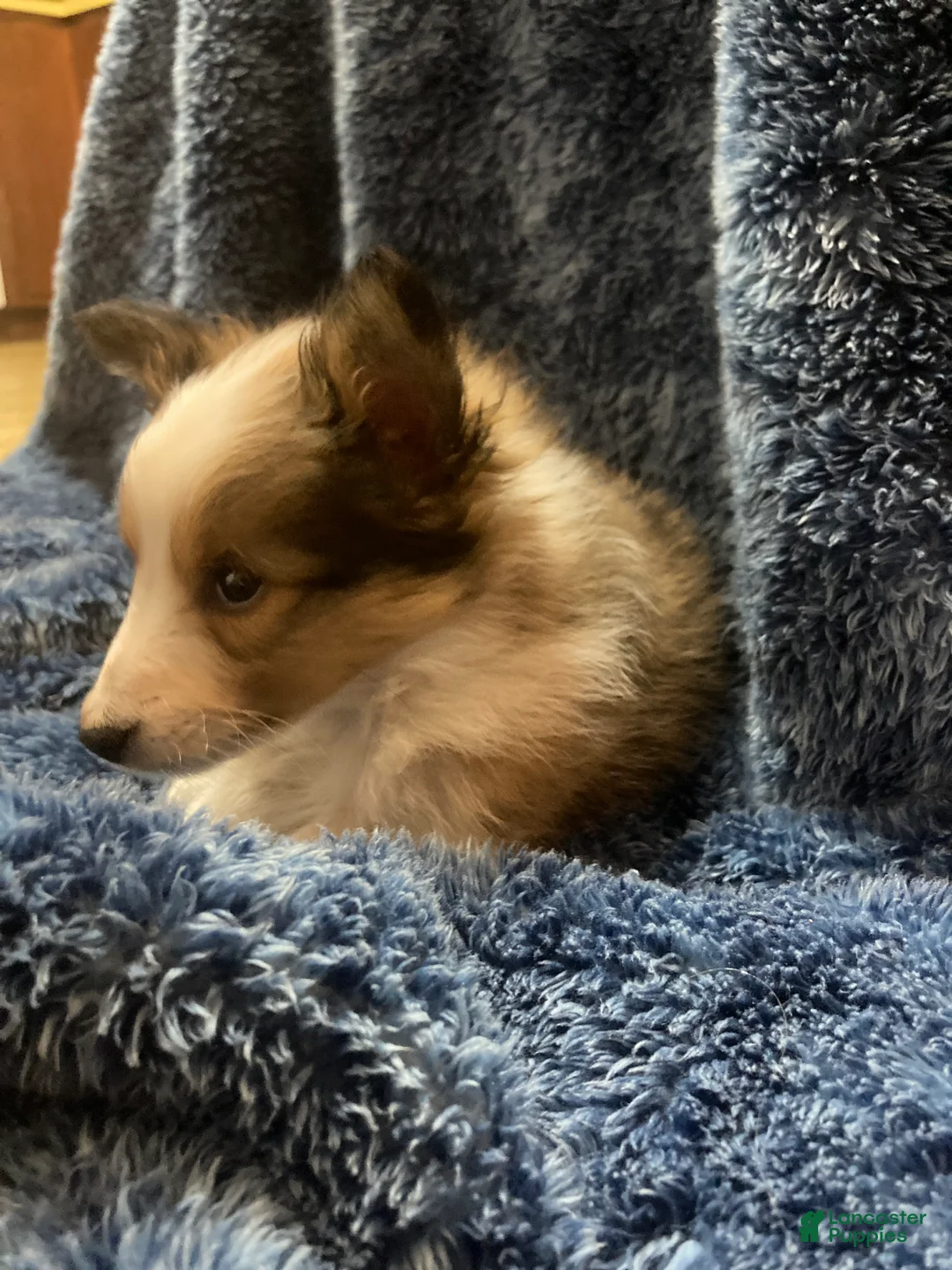 Shetland Sheepdog dogs for sale: Shetland Sheepdog Puppy 1 - Ad 6