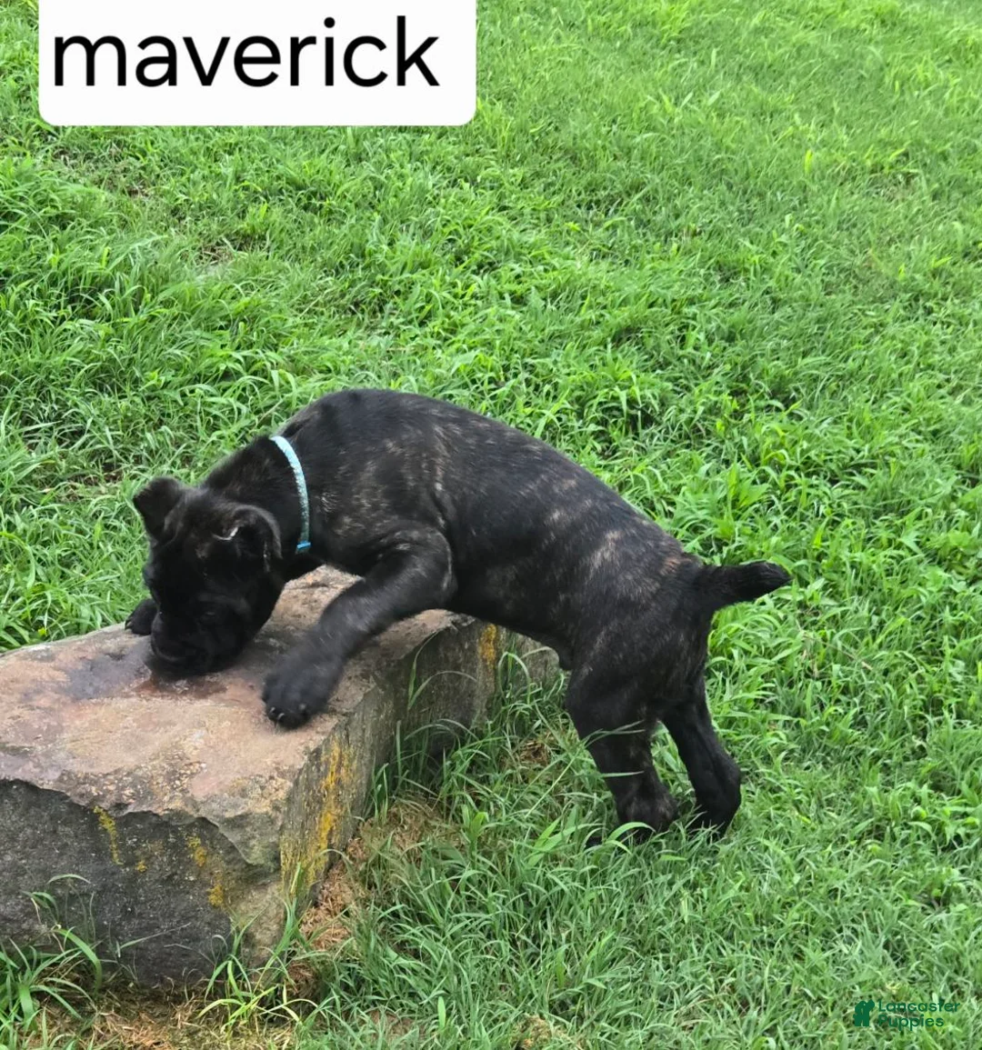 Cane Corso dogs for sale: Maverick - Ad 3