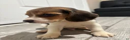 Beagle dogs for sale: Snoopy - Ad 3