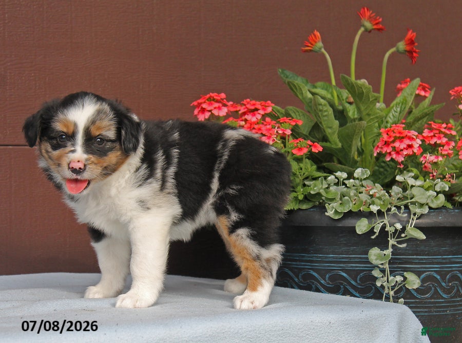 Miniature Australian Shepherd dogs Alice - Ad 2