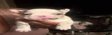 French Bulldog 1