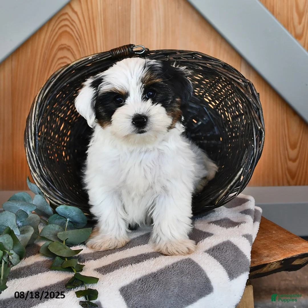 Biewer Terrier dogs for sale: Mervin - Ad 12