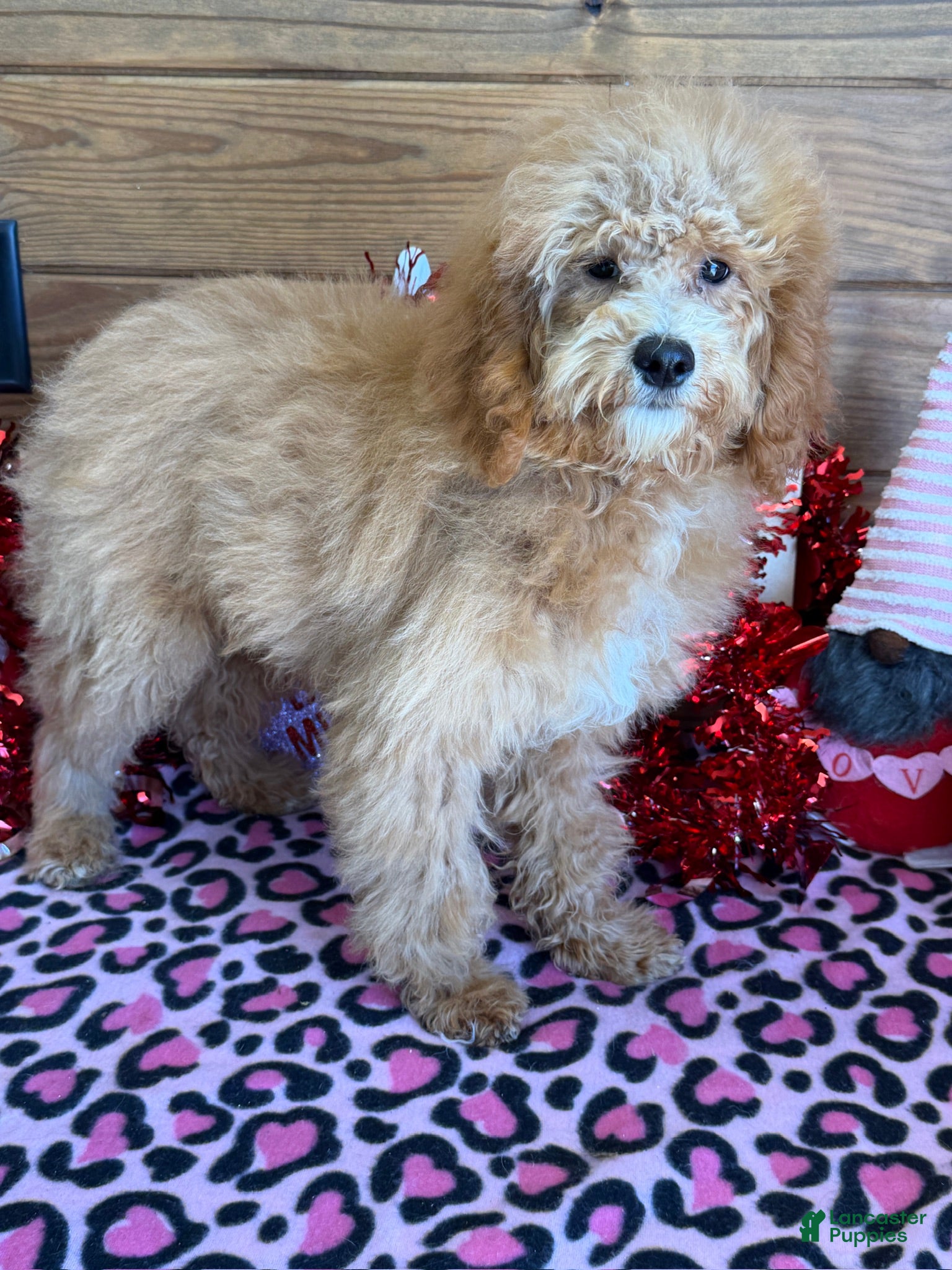 Mini Goldendoodle dogs Tator - Ad 6