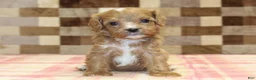 Cavapoo dogs for sale: George - Ad 2