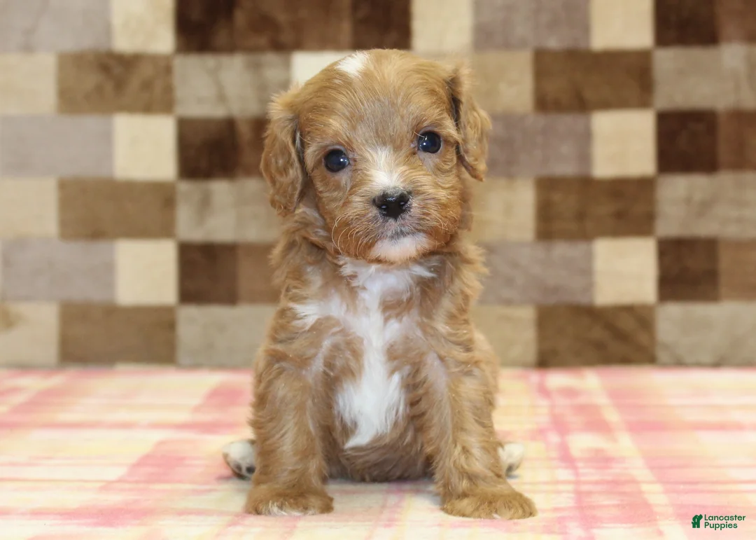 Cavapoo dogs for sale: George - Ad 2