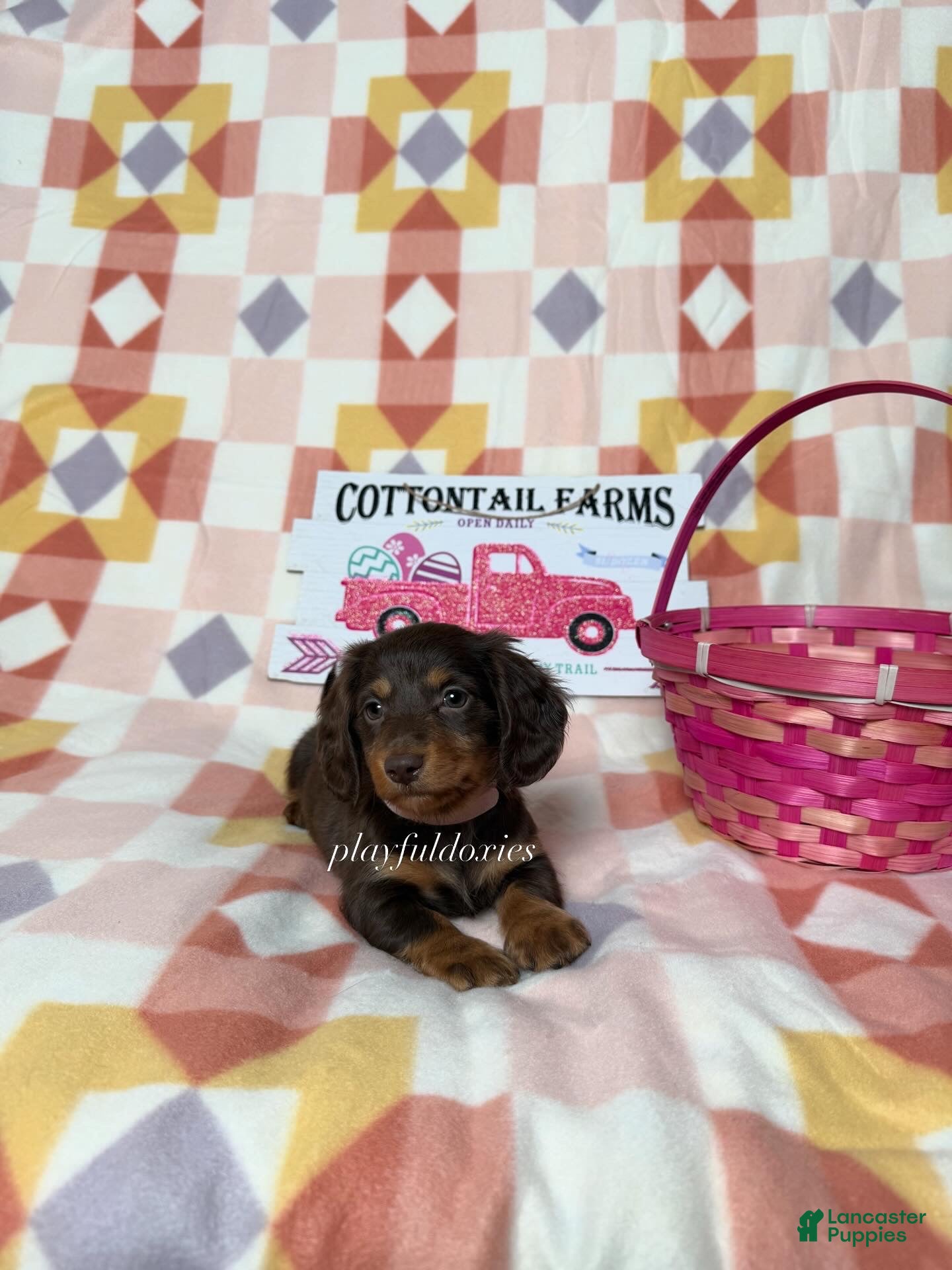 Miniature Dachshund dogs Georgie  - Ad 2
