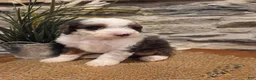 Mini Bernedoodle dogs for sale: ECHO - MALE Mini Bernedoodle 1 - Ad 3