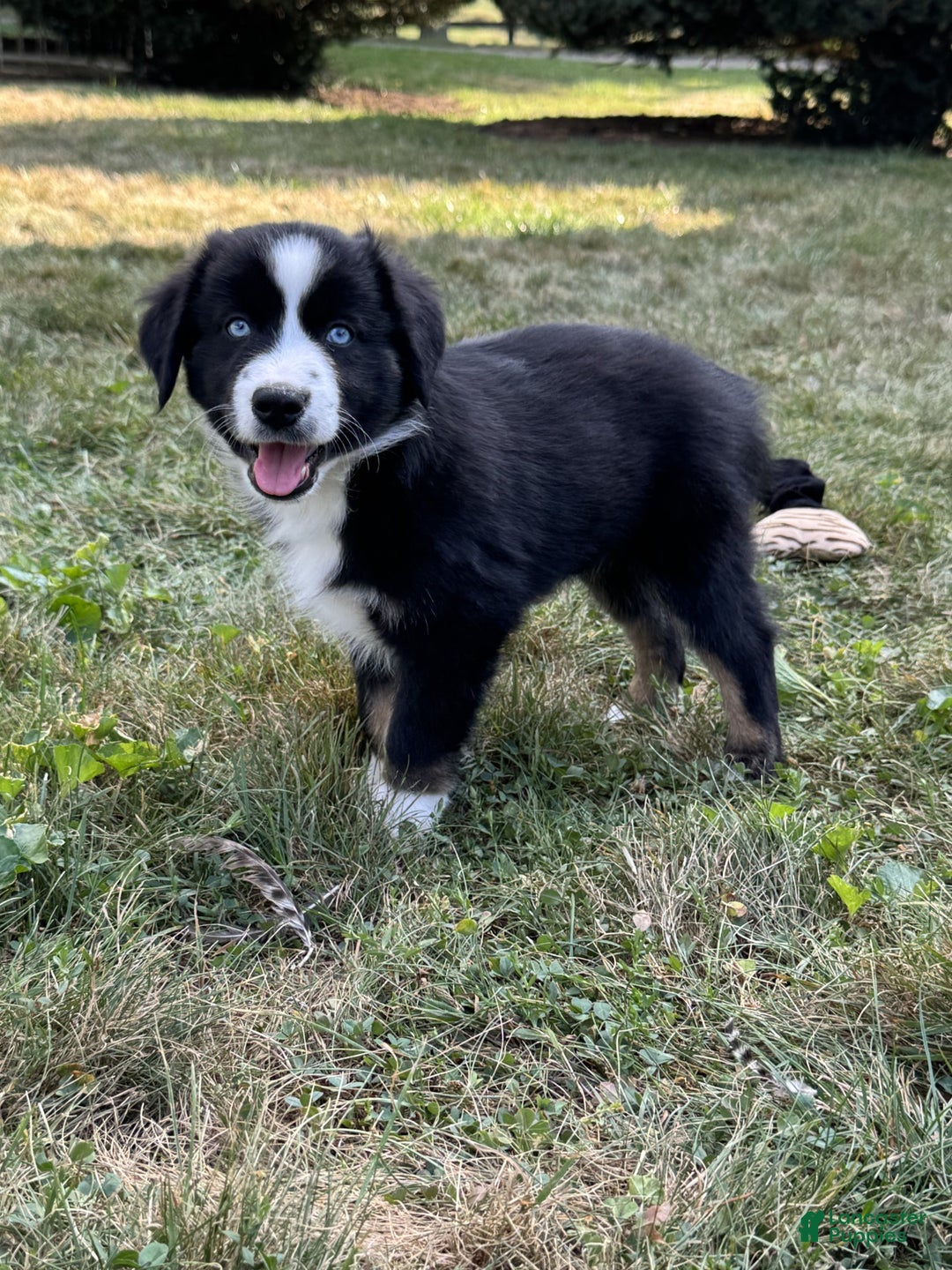 Miniature Australian Shepherd dogs for sale: Max - Ad 4