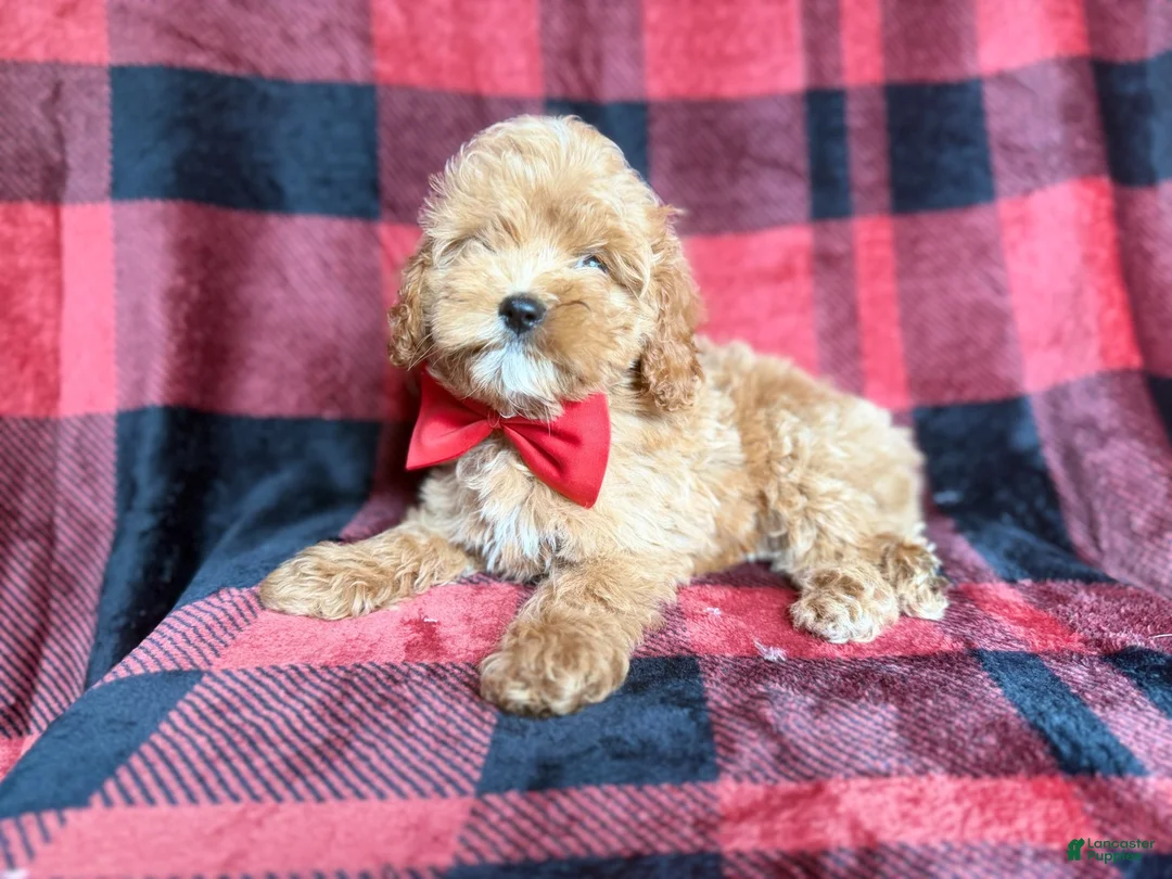 Cockapoo dogs for sale: Rover - Ad 8