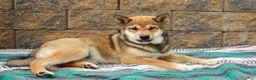 Shiba Inu dogs for sale: Sage (AKC Champion Bloodline) - Ad 3