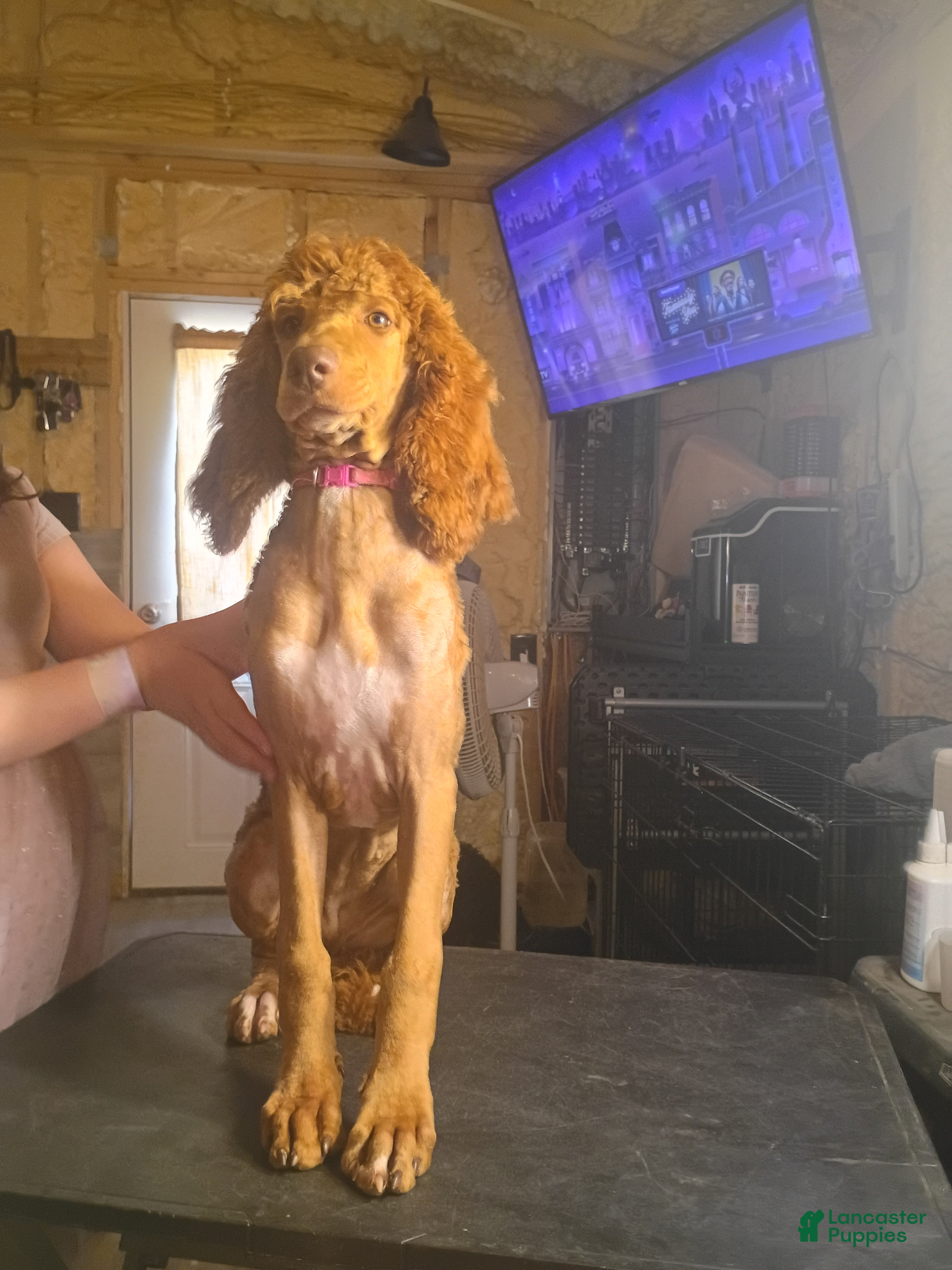 Standard Poodle dogs REDUCED!!! Standard Poodle Puppy 4 - Ad 26