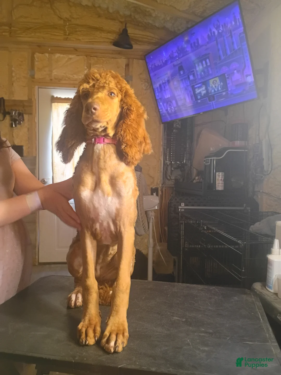 Standard Poodle dogs for sale: REDUCED!!! Standard Poodle Puppy 4 - Ad 1