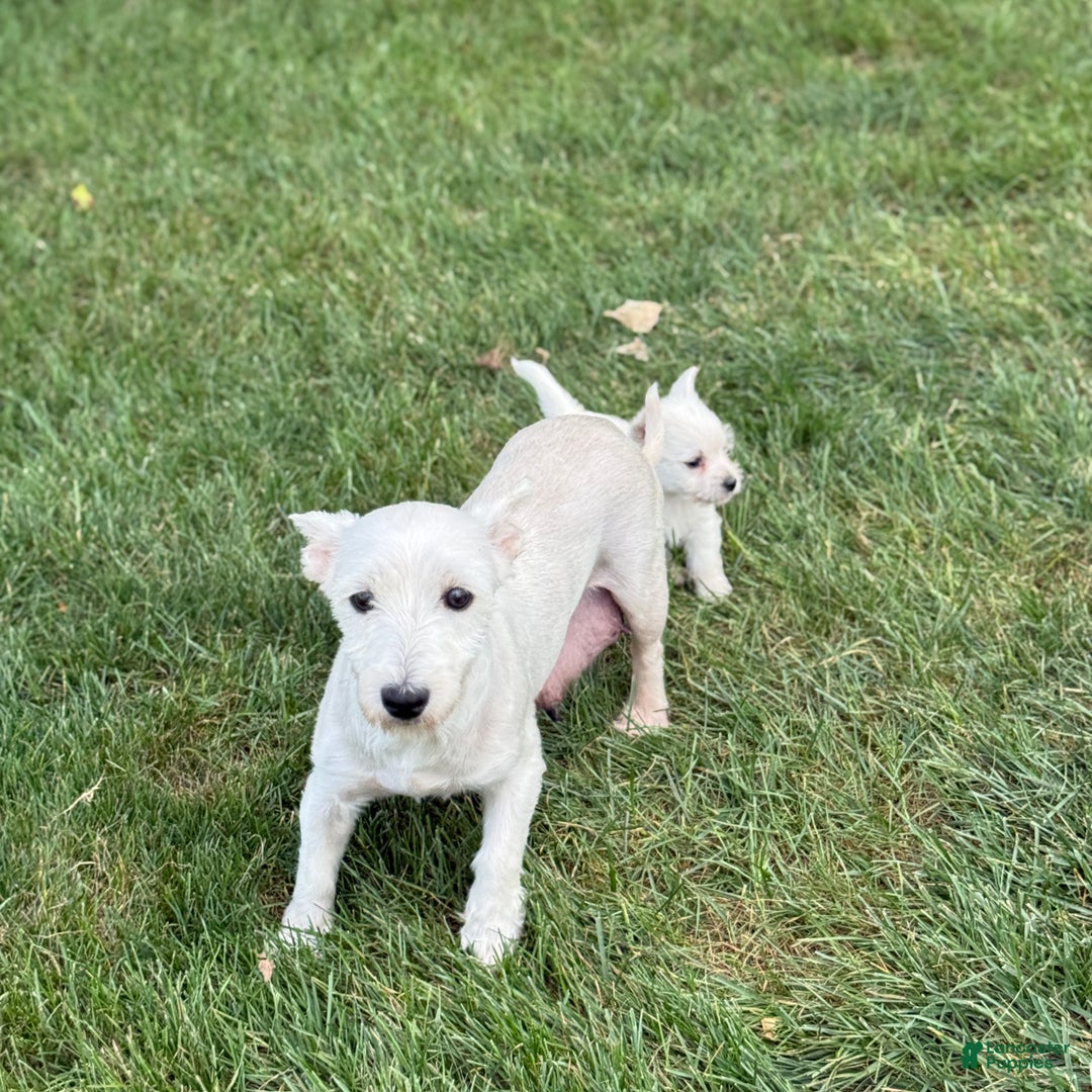 West Highland Terrier dogs for sale: Fancy - Ad 11