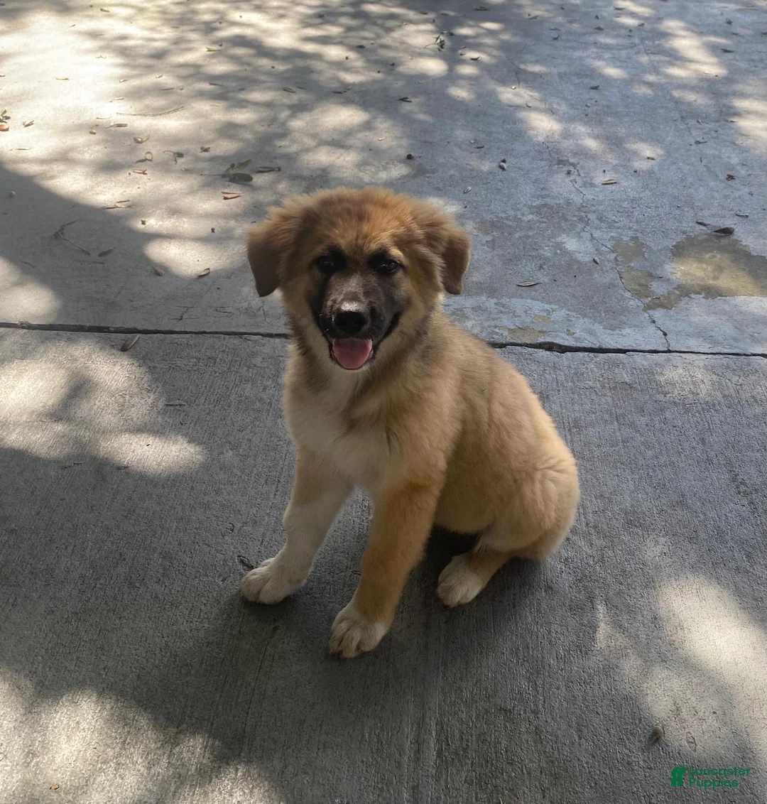 Mixed Breed dogs for sale: Mixed Breed 2 - Ad 1