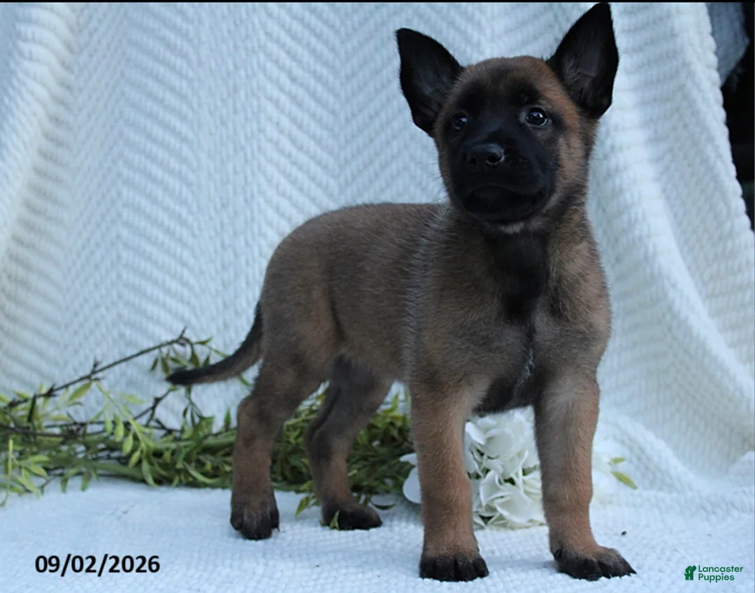 Belgian Malinois dogs for sale: Zara - Ad 1
