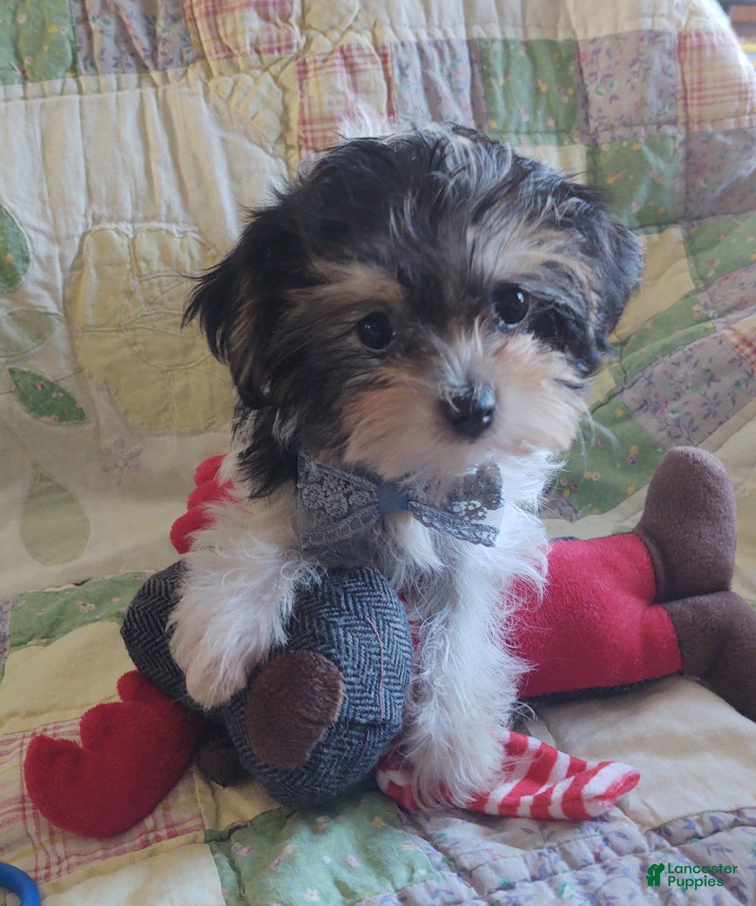 Yorkiepoo dogs for sale: Little Lugnut  - Ad 5