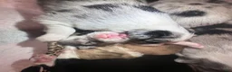 Border Collie dogs for sale: Sage - Ad 11