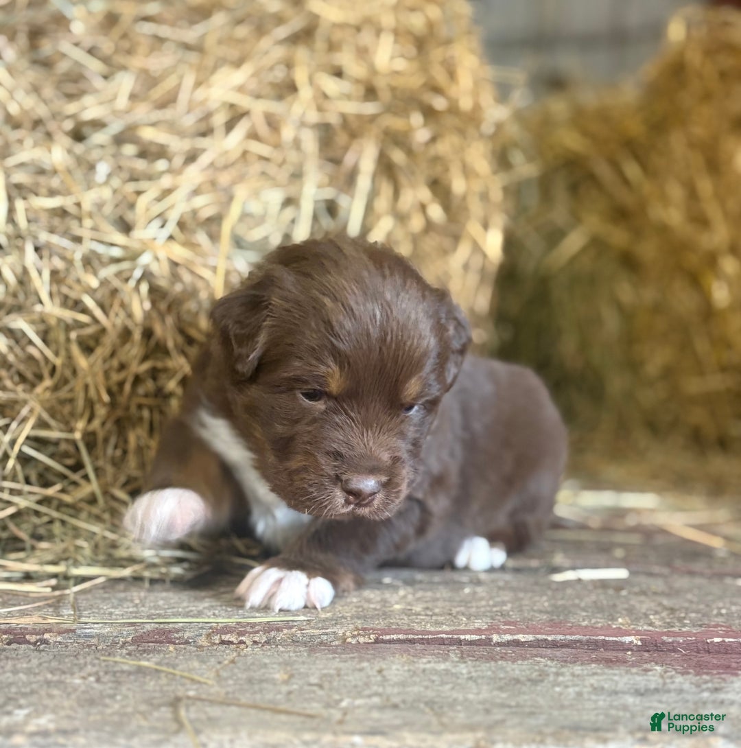 Australian Shepherd dogs for sale: Lara - Ad 8