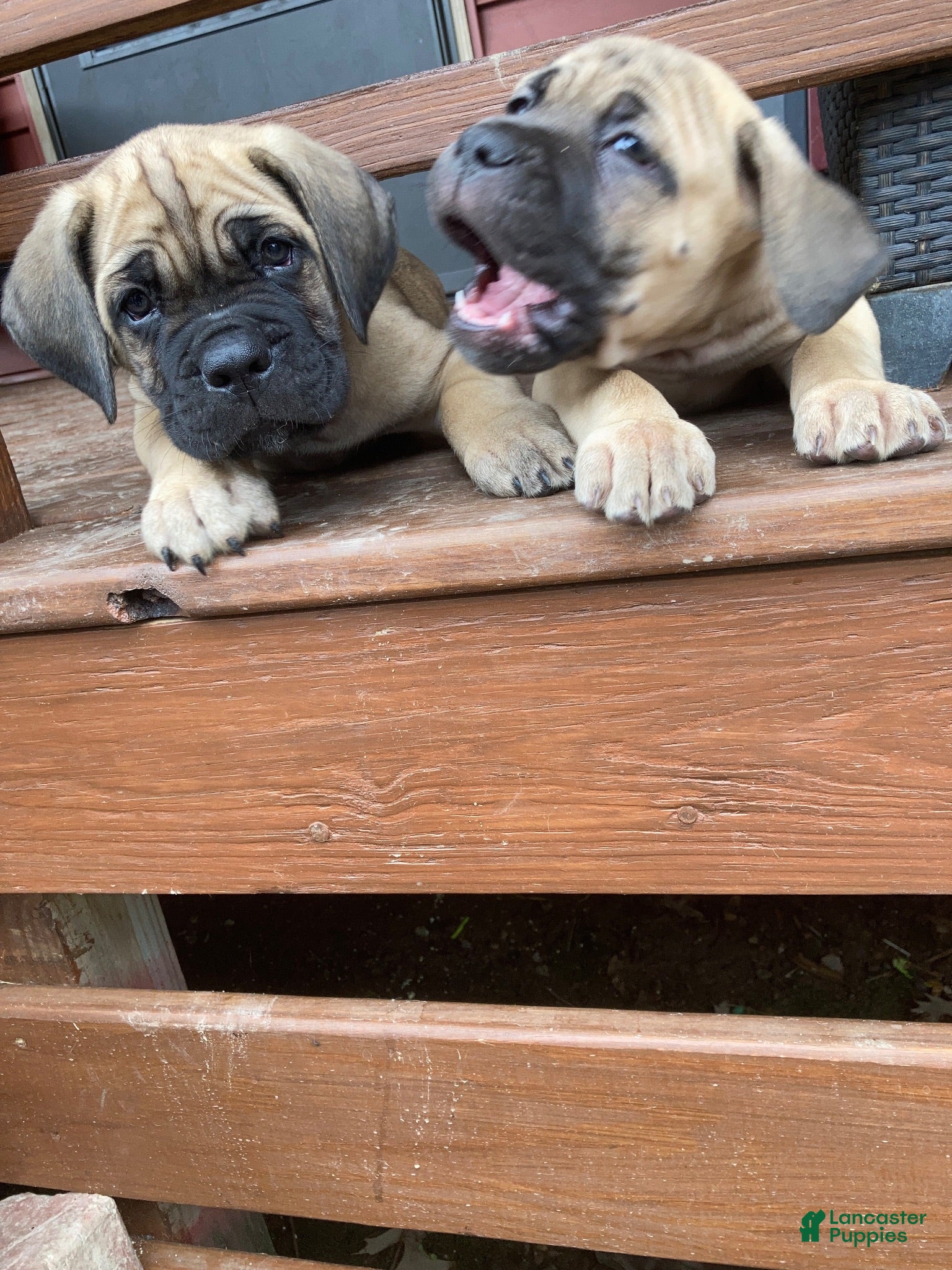 Cane Corso dogs Cane Corso 4 - Ad 1