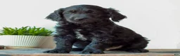 Mini Goldendoodle dogs for sale: Beckett  - Ad 3