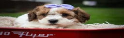 Cavachon dogs for sale: Hallie🎀 - Ad 4