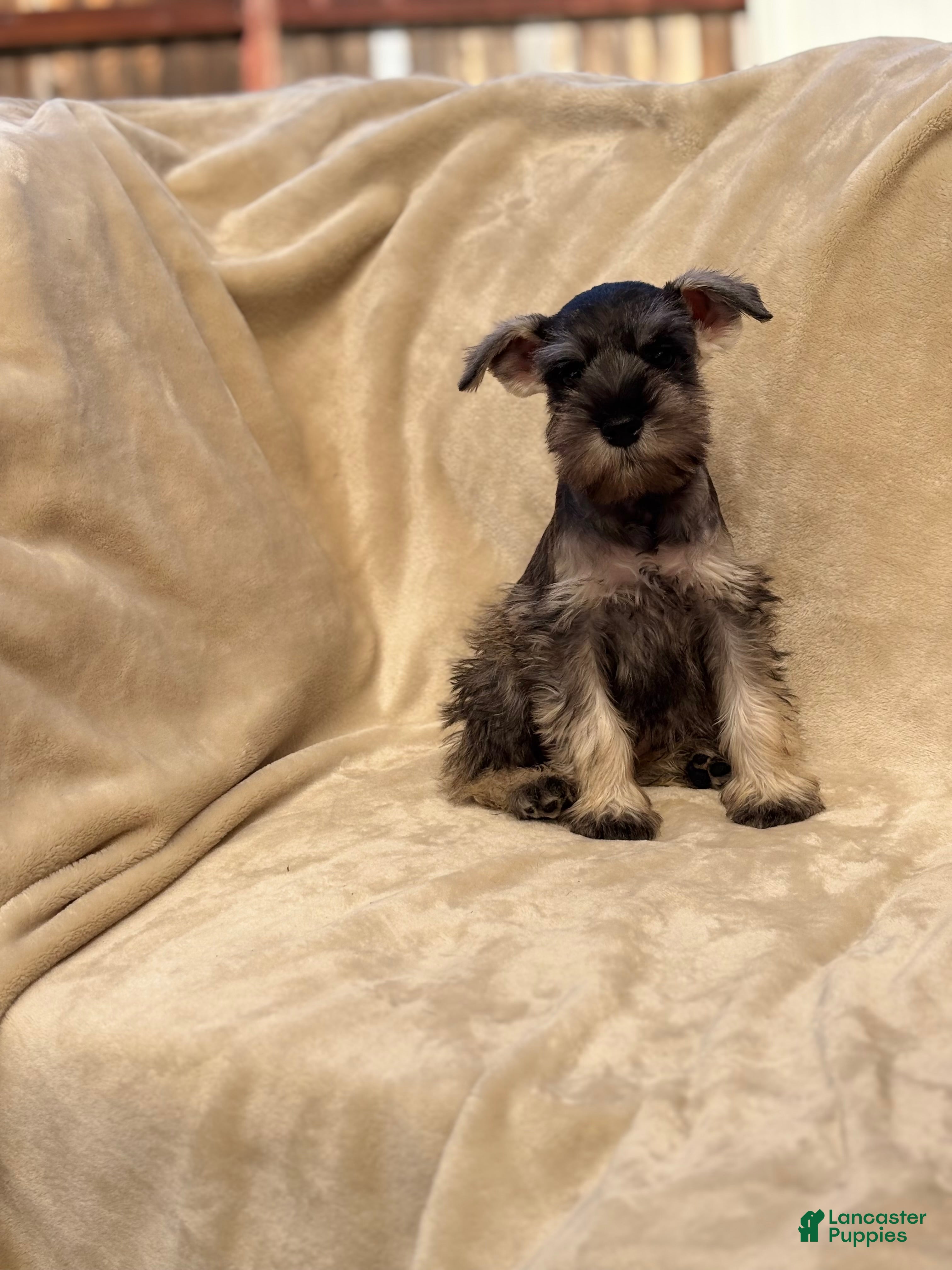 Miniature Schnauzer dogs Amélie - Ad 1