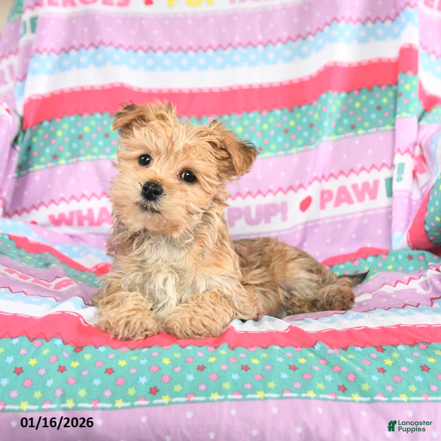 Morkie dogs Buddy - Ad 41