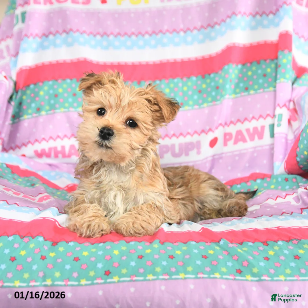 Morkie dogs for sale: Buddy - Ad 1