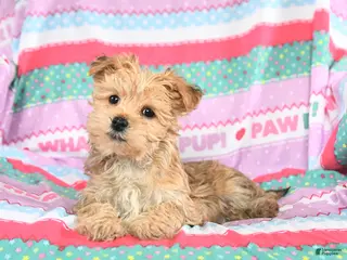 Morkie dogs Buddy - Ad 28