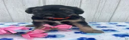 Mixed Breed dogs for sale: Dash - Ad 4