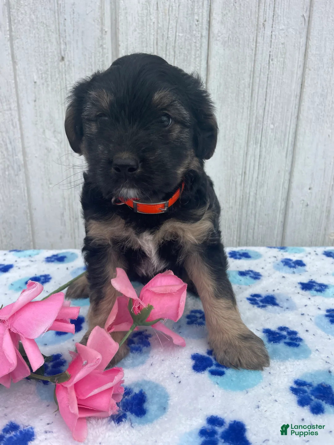 Mixed Breed dogs for sale: Dash - Ad 4