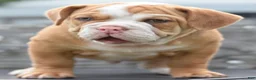 Mixed Breed dogs for sale: Hercules Bulldog hybrid  - Ad 19