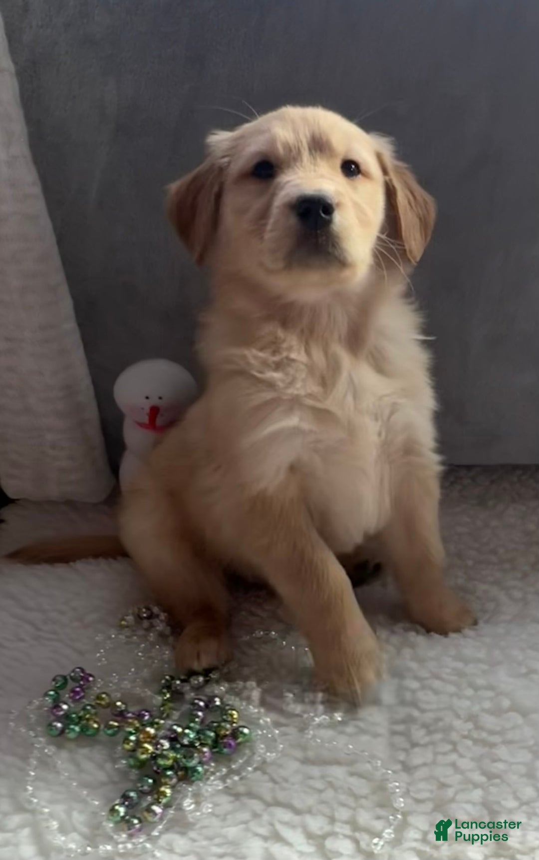 Golden Retriever dogs for sale: Bentley - Ad 4